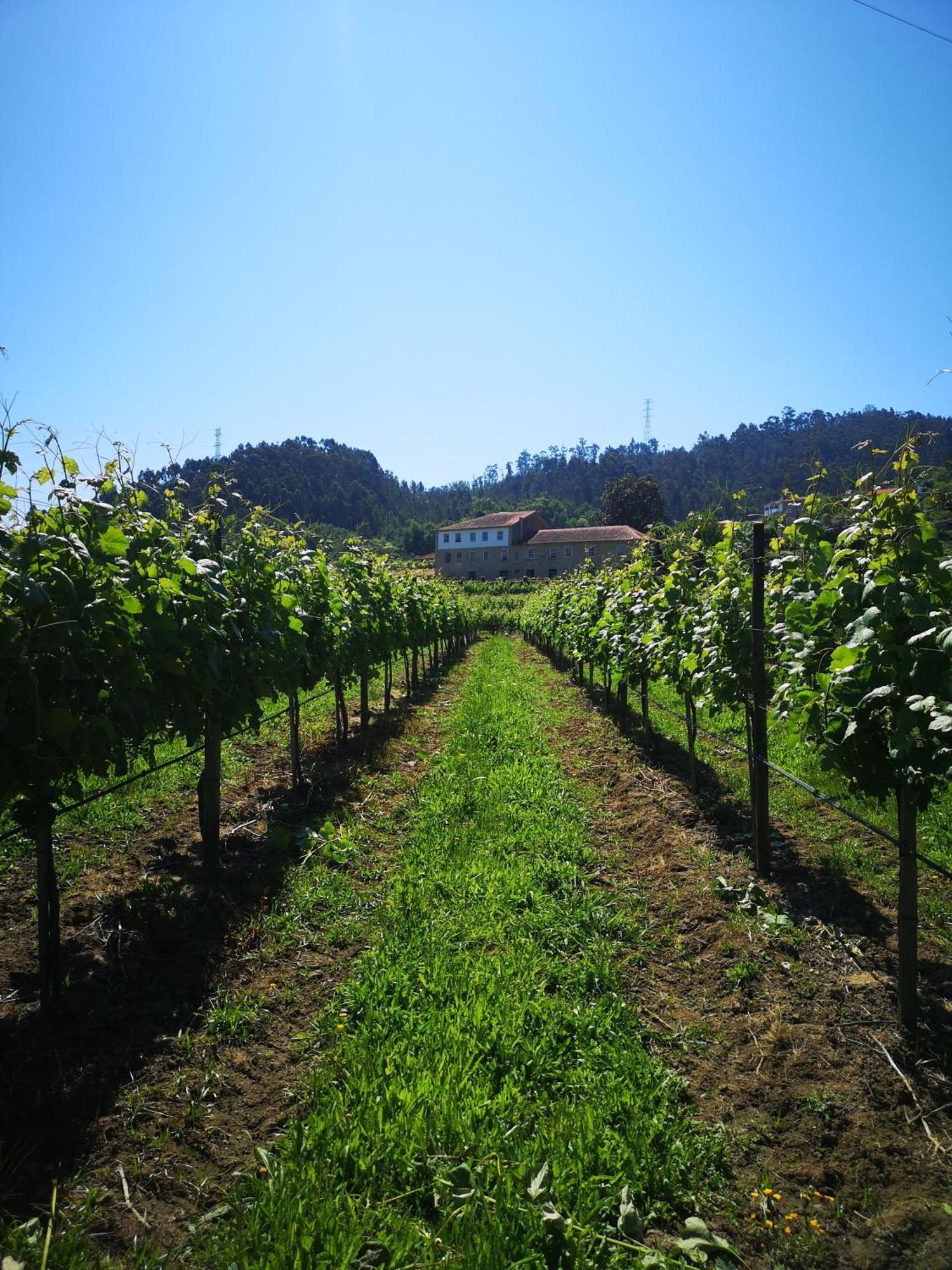 Quinta De Cypriano - Wine & Nature Понти-да-Барка Экстерьер фото